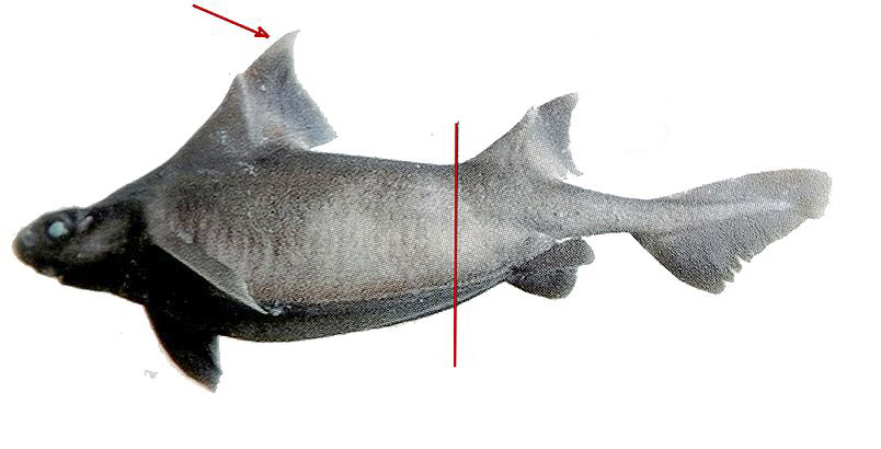 Oxynotus centrina_0123.jpg